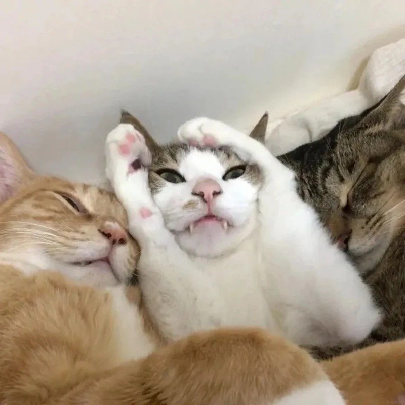 avatar nhóm 3 người cute 4