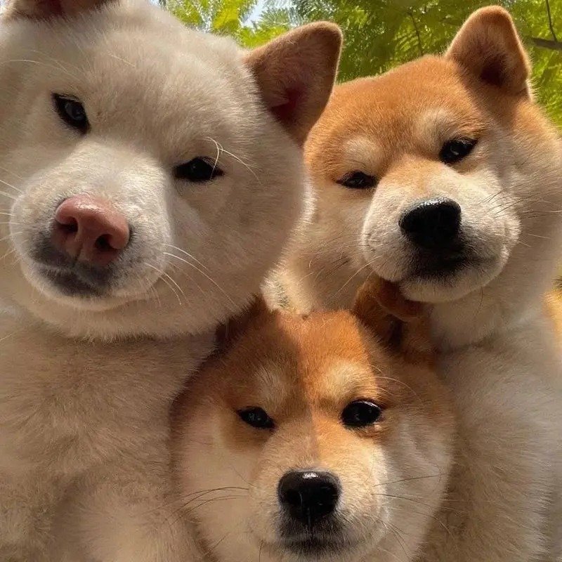 avatar nhóm 3 người cute 8